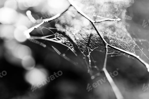 Preview: Grayscale closeup shot of thin spiderwebs on a tree branch