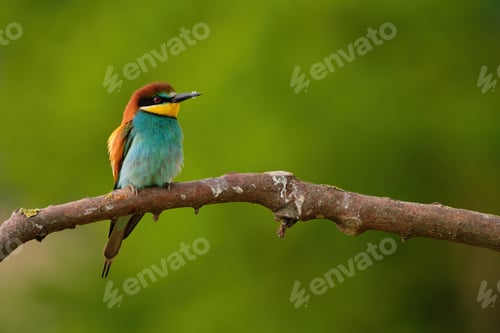 Preview: European Bee-Eater - Merops Apiaster on a branch , exotic colorful migratory bird