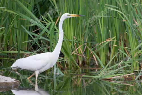 Preview: Great egret, Ardea alba. A bird walks in shallow water along the shore and catches fish or frogs