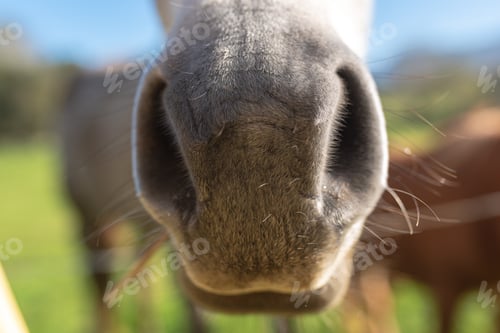 Preview: detail of the snout of a nice white horse