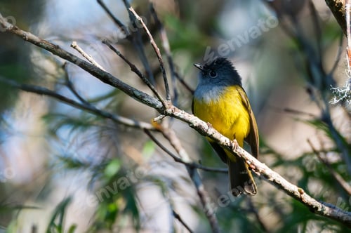 Preview: Close up of grey-headed canary flycatcher or Culicicapa ceylonensis