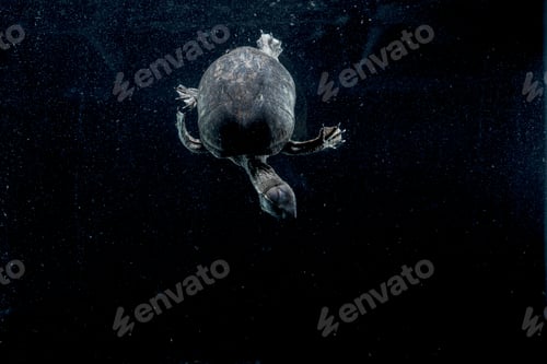Preview: Turtle gliding effortlessly through a tranquil deep blue underwater world.