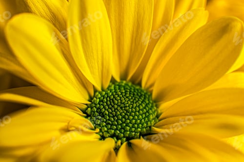Preview: Closeupshot of Black-eyed-Susan flower with bright yellow petals