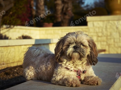 Preview: View of a Shih-Poo dog sitting on the ground and looking at the camera on a sunny day