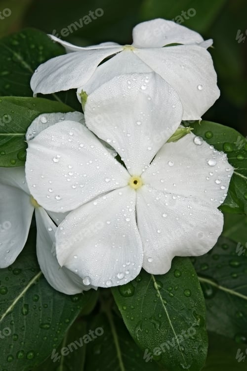Preview: Madagascar Periwinkle (Catharanthus Roseus). Known Also As Rosy Periwinkle, Rose Periwinkle, Cape