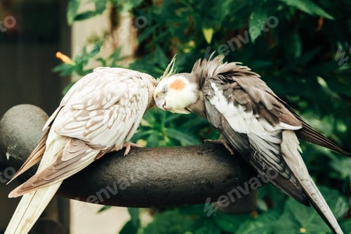 Preview: Two cockatiels nymphs are basking on a fence.