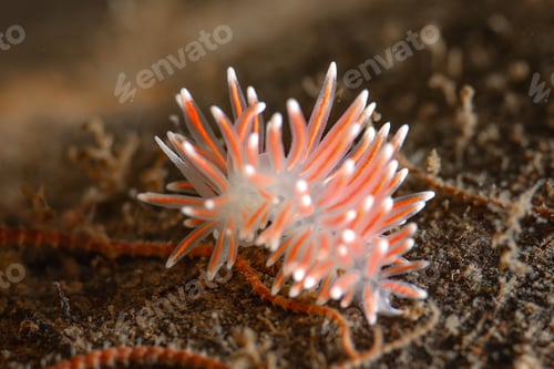 Preview: Cute nudibranch from Norway