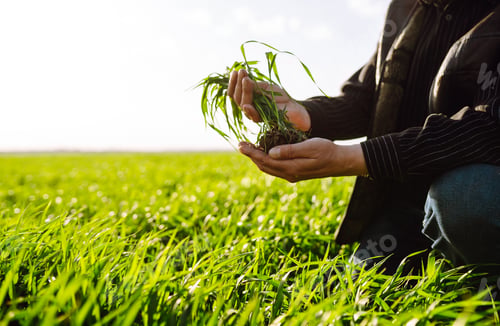 Preview: Young green wheat sprout in the hands of a farmer. Agriculture, gardening or ecology concept.