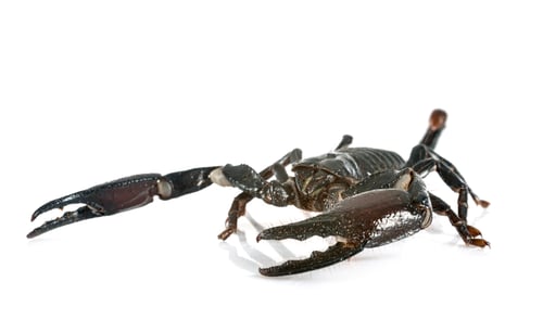 Preview: heterometrus spinifer in studio