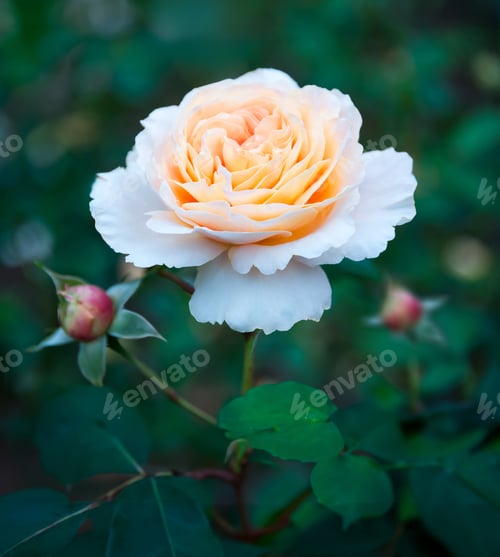 Preview: Flower pink rose on natural background