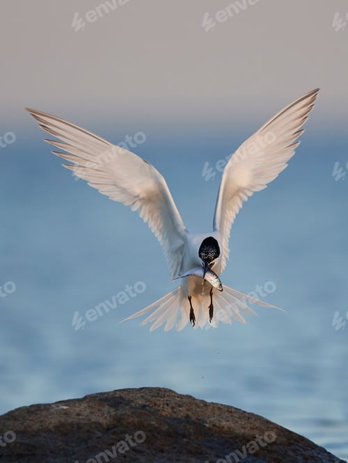 Preview: Sandwich tern (Thalasseus sandvicensis)
