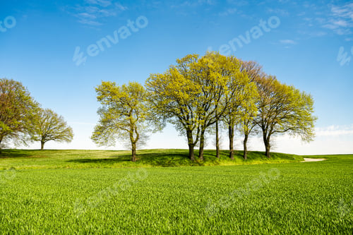 Preview: Green tree and green grass on slope with white clouds and blue sky.