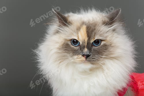 Preview: beautiful birma cat in pink dress