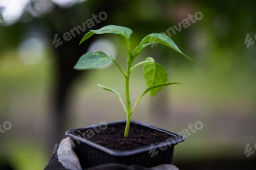Preview: planting a green pepper seedling