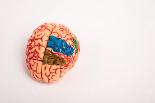 Preview: High angle view of colored parts on brain model on white background