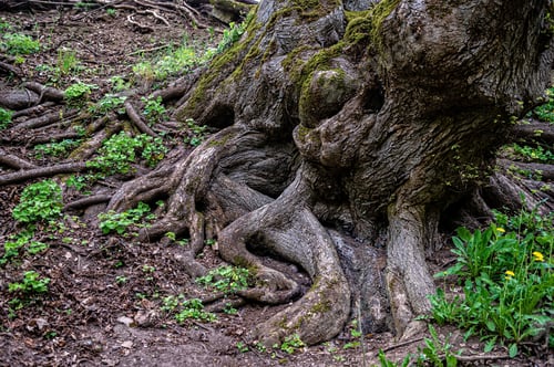 Preview: Scenic view of old tree roots covered with moss and lichen, natural background, forest environment