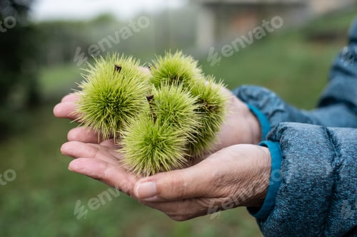Preview: Chestnuts and green thorns shells not yet ripe in mature female hands, autumn food fruit