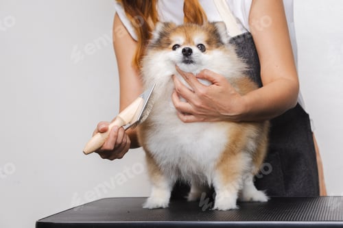 Preview: Female barber combing dog hair in beauty salon