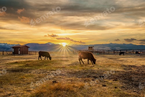Preview: Cow on a field at sunset