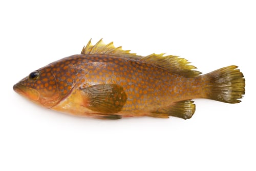 Preview: fresh Hong Kong grouper(Epinephelus akaara) isolated on white background