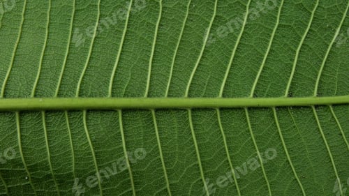 Preview: Stripes of leaves.
