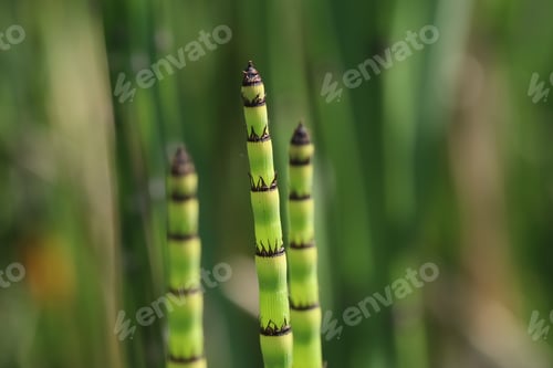 Preview: Reeds New growth