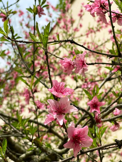 Preview: Blooming cherry tree close up view