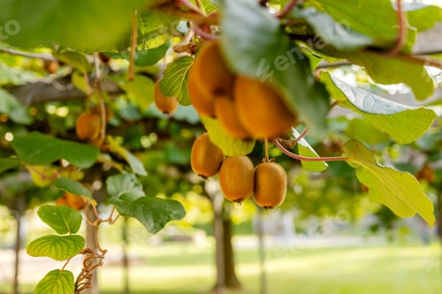 Preview: Ripe kiwi fruits on a branch in close-up