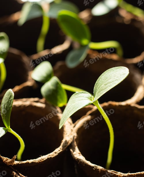 Preview: Close-up of seedlings in the pots in the light room with natural light coming through a window