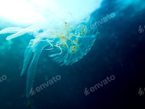 Preview: Jelly fish underwater