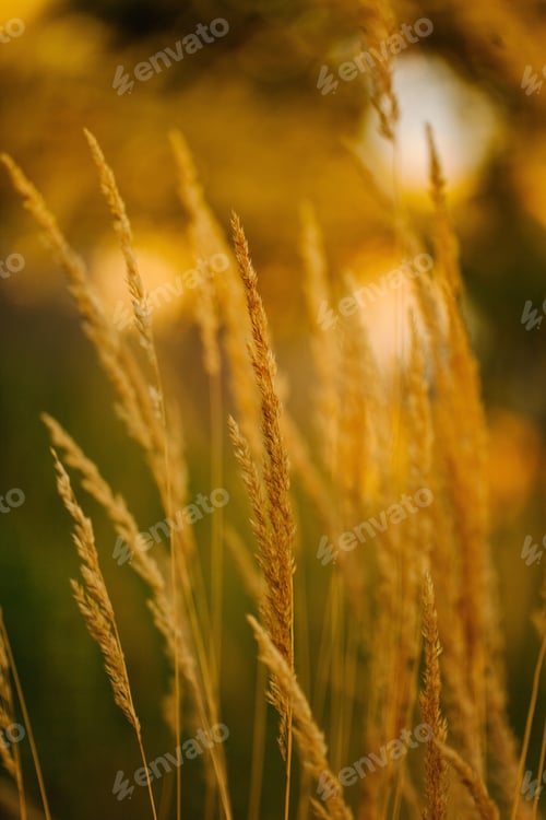 Preview: Autumn colors of plants