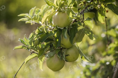 Preview: Green Apples on a Tree in Orchard