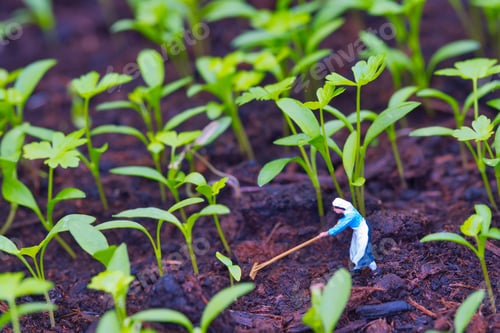 Preview: A peasant woman working with a rake between parsley seedlings, young sprouted parsley