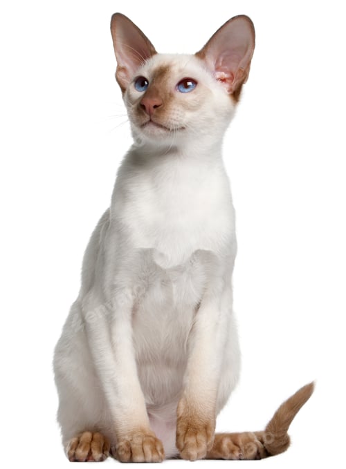 Preview: Siamese kitten, 5 months old, in front of white background