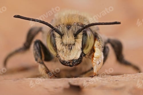 Preview: Macro shot of a male, Coast leafcutter bee, Megachile maritima from the Belgian dunes