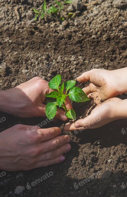 Preview: A child with his father plant a nursery garden. Selective focus.