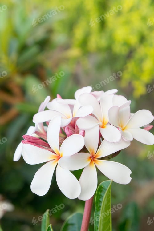 Preview: white plumeria flowers