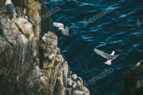 Preview: Seabirds Soaring and Perching on Rocky Cliff above Ocean.