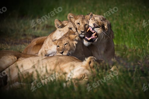 Preview: Lions in an open field in Tanzania