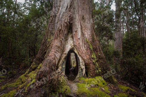 Preview: Beautiful view of a hollowed tree in Mount Field National Park, Tasmania, Australia