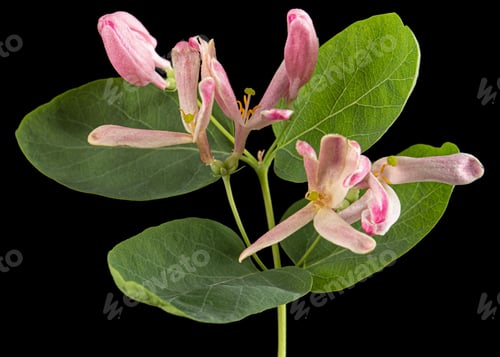 Preview: Flowers of Tatar honeysuckle, lat. Lonicera tatarica, isolated on black background