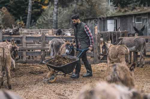 Preview: A farmer carriyng a wagon with dung after cleaning the cattle-pen