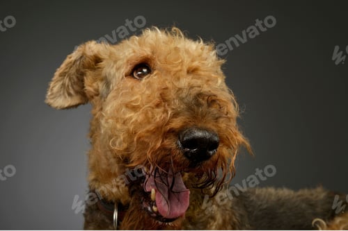 Preview: dog, pet, terrier, dogs