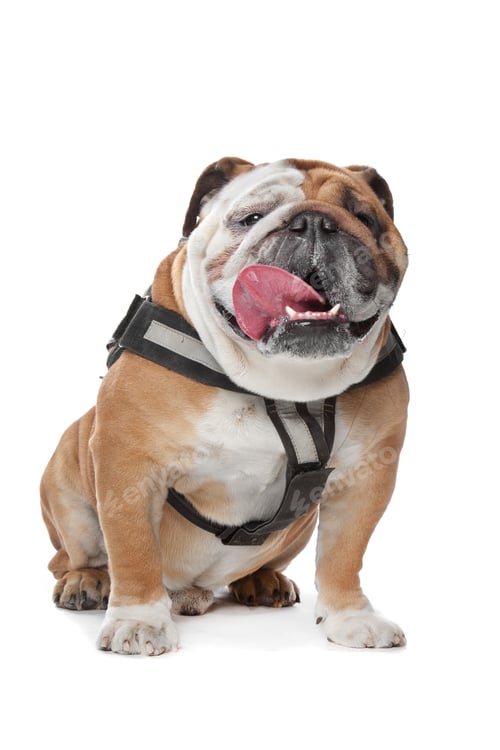 Preview: dog