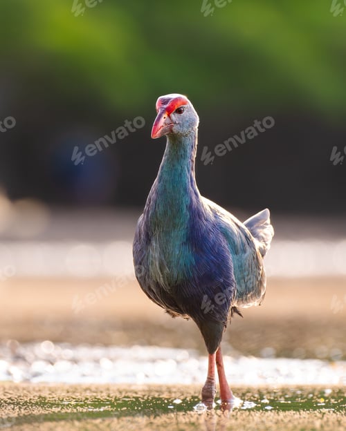 Preview: Vertical selective focus shot of a western swamphen bird perched on a marsh