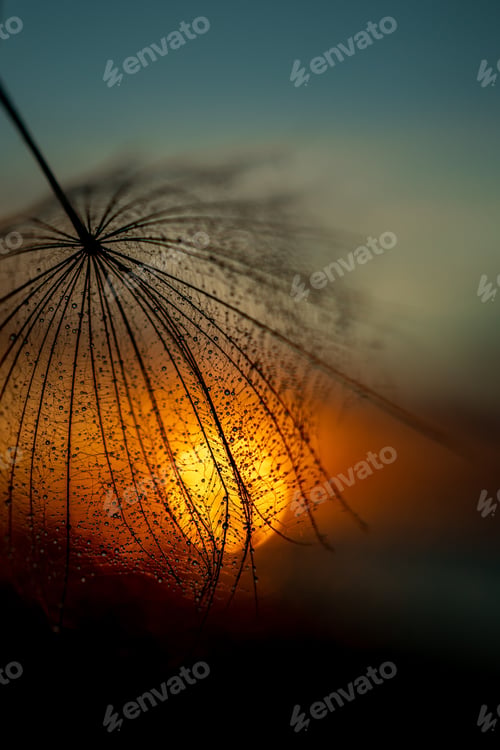 Preview: Natural background of the sunset sky with dandelion fluff