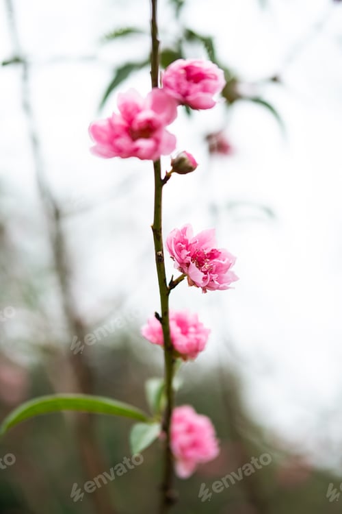 Preview: Peach flower symbol of Lunar New Year. Close up of tiny pink flower in garden.