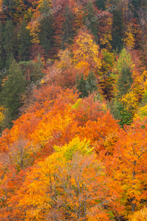 Preview: Autumn Mixed Forest, Füssen, Germany