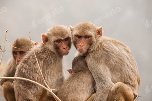 Preview: Monkey family with babies, hugging each other, Red faced macaque, emotional photo.