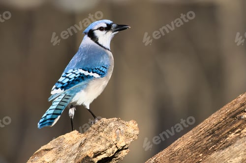 Preview: Blue jay on branch in sunlight